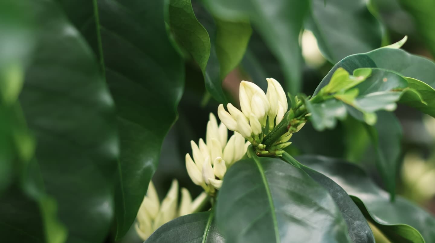 Coffee trees in blossom